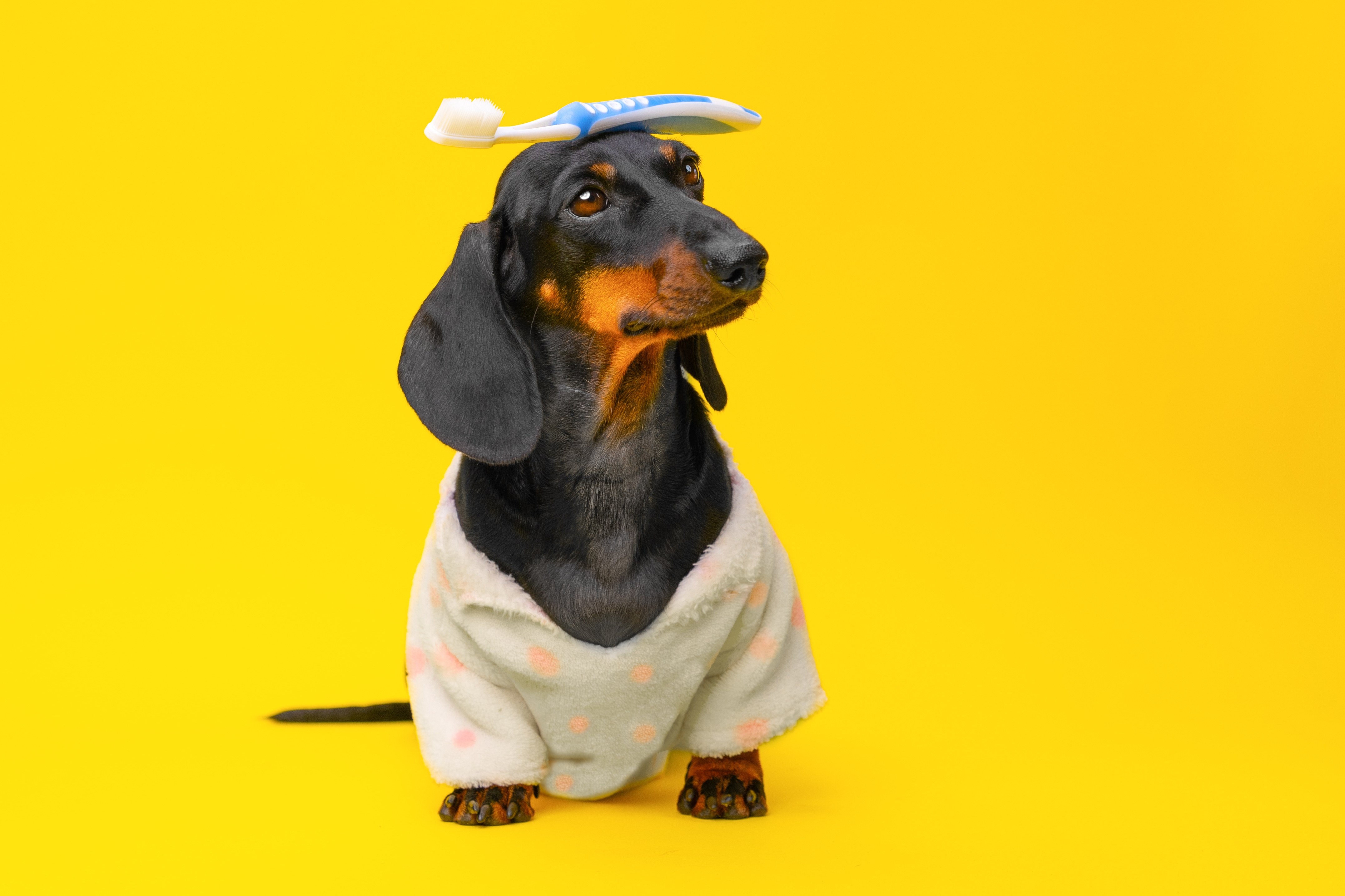 Pet dental exam