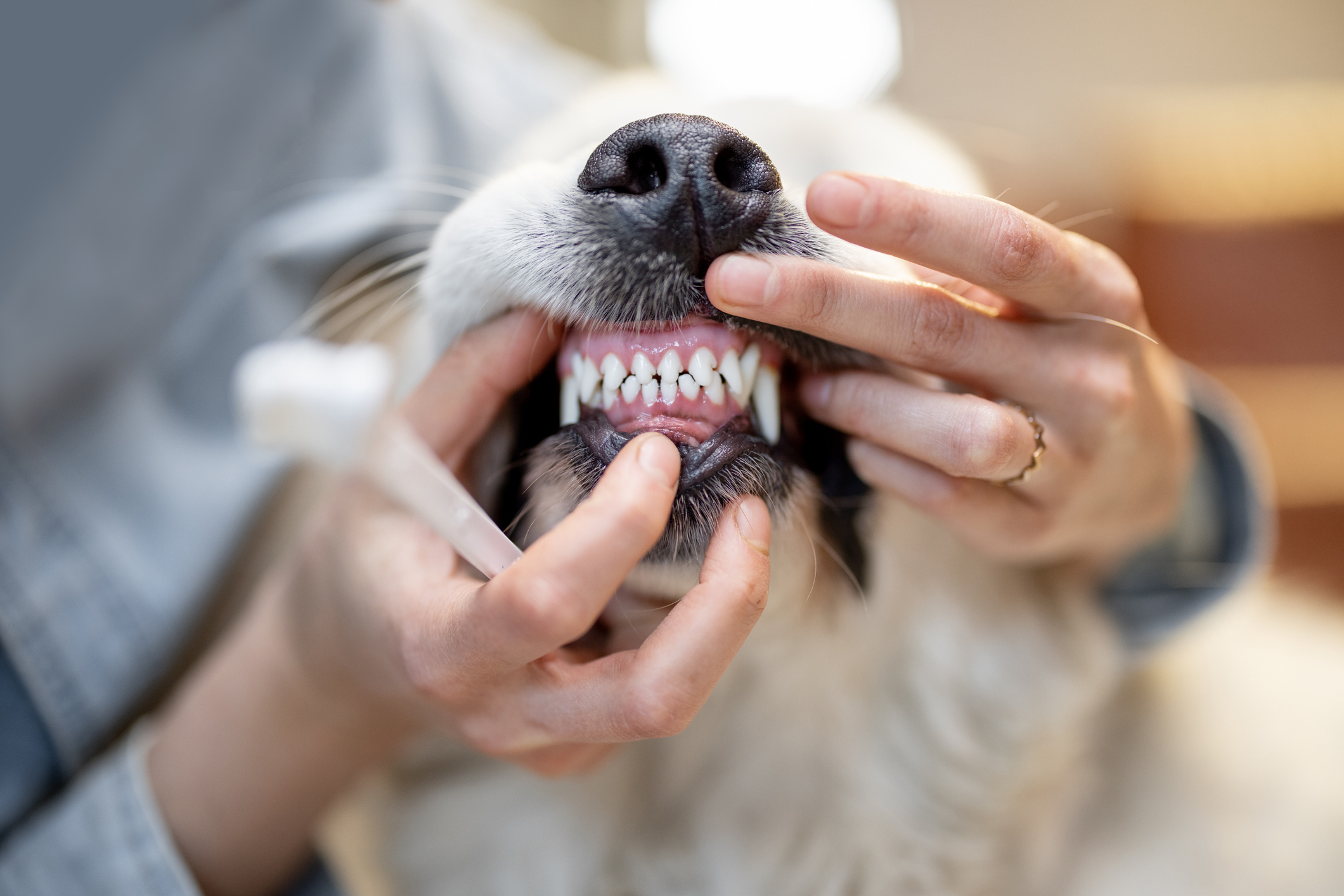 Happy healthy pet