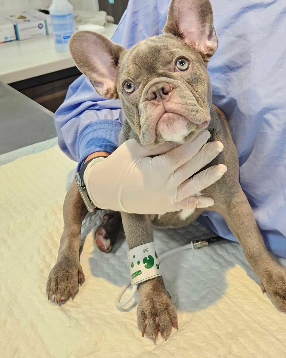 24/7 Emergency veterinary care