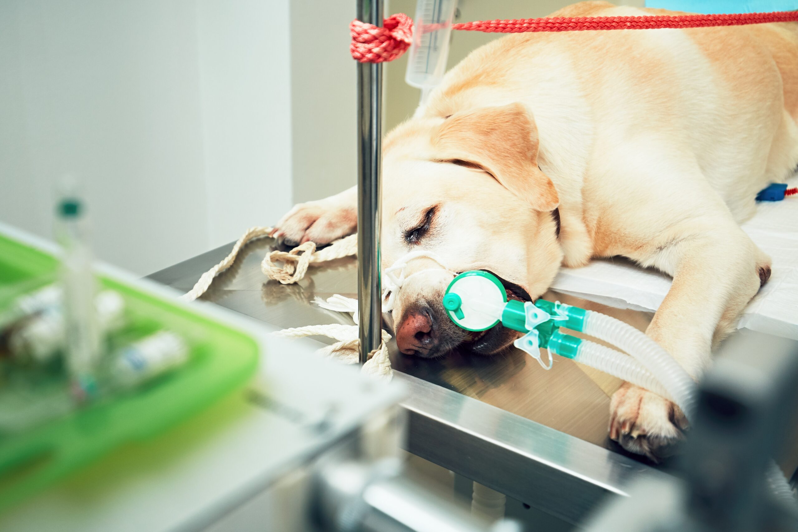 Veterinary emergency room