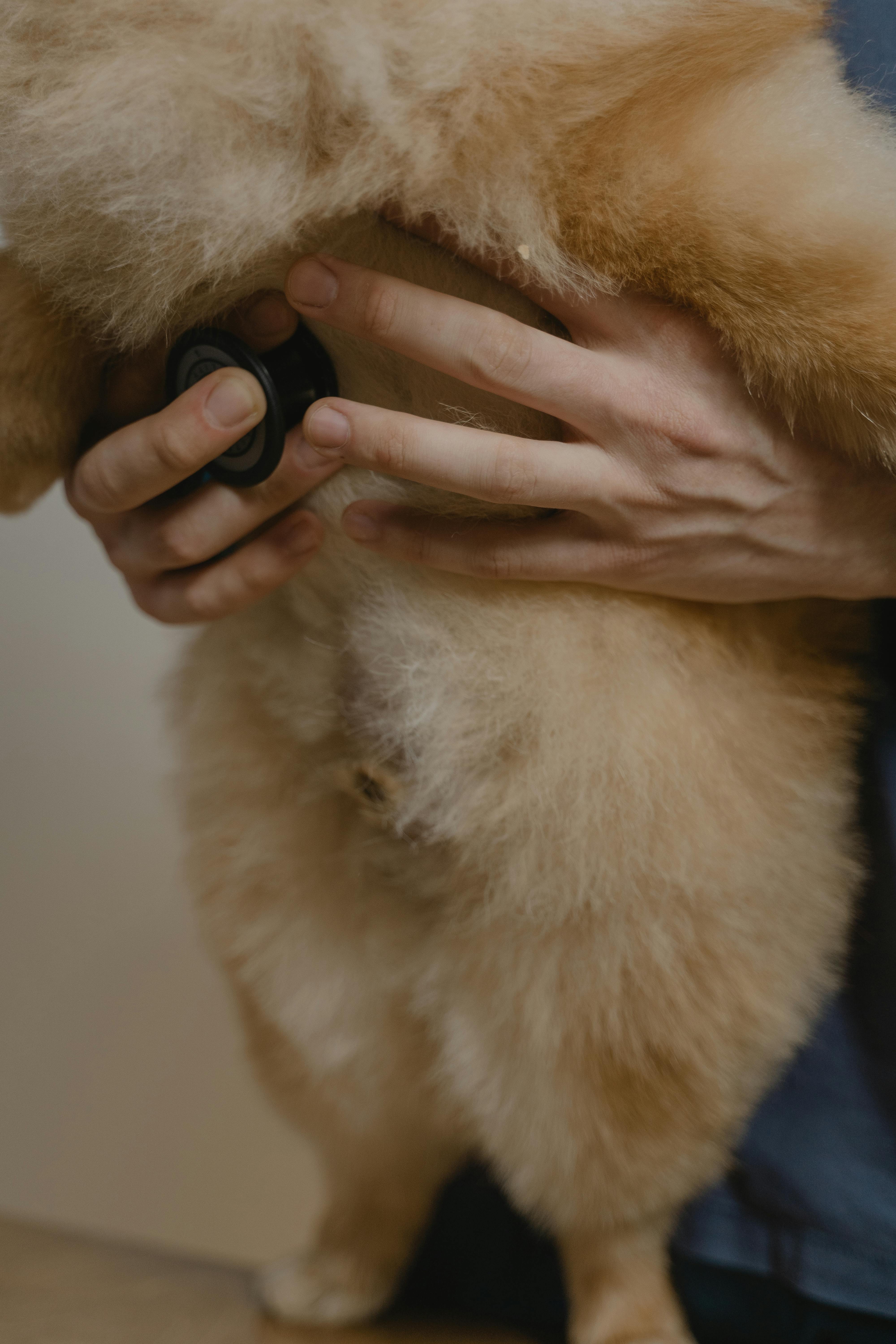 Pet checkup