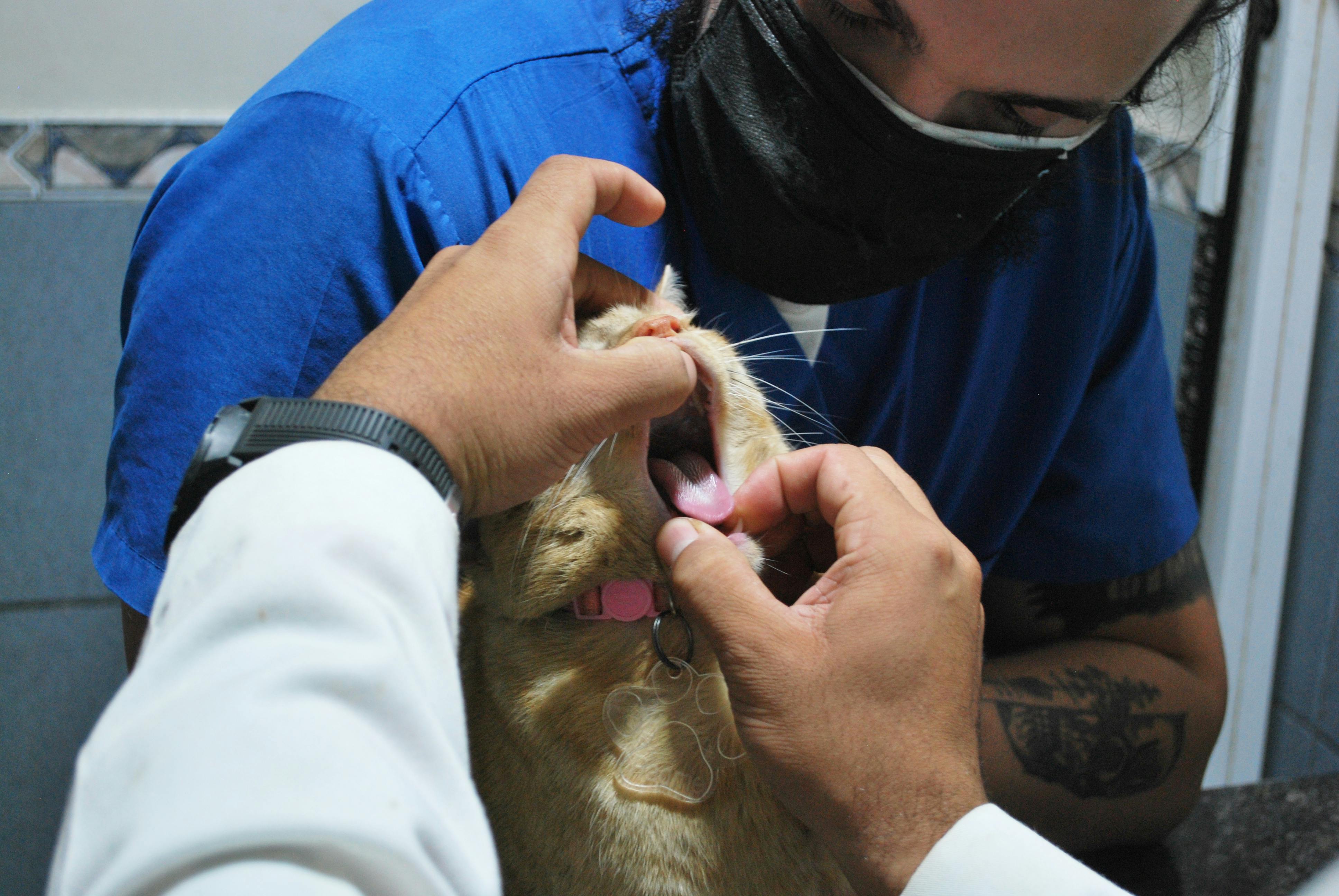 Healthy pets